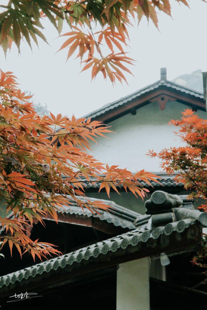 创作猫