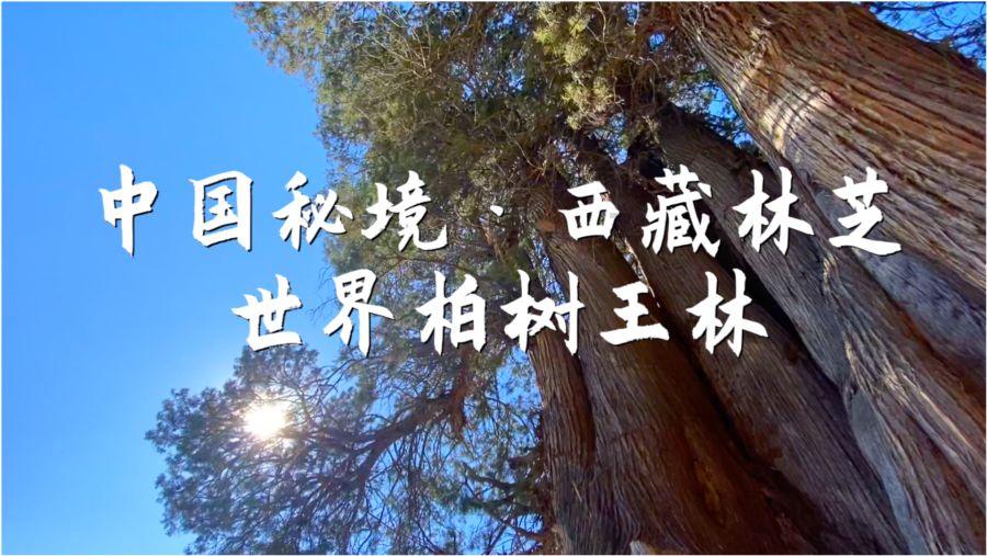 逃离原木色房屋