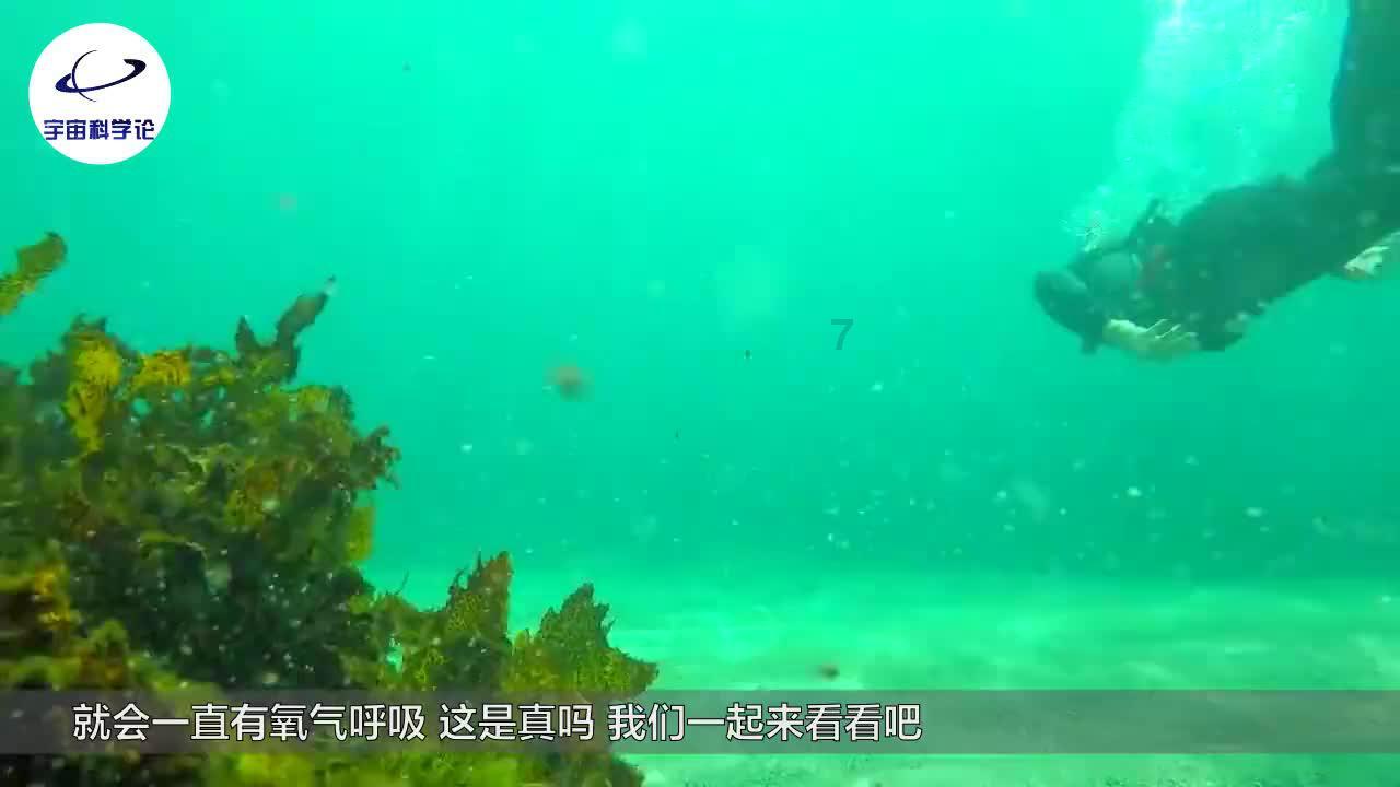 不用烤箱，不用电饭煲，不用高筋面粉，也能做面包，简单柔软好吃游戏画面